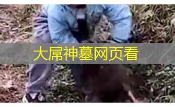 大屌神墓网页看 大屌神墓网页看