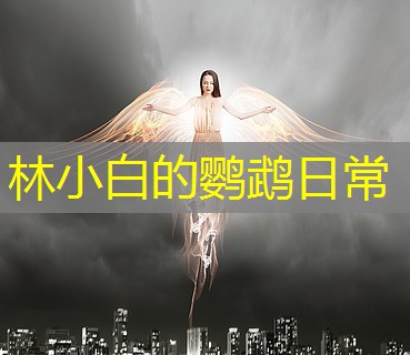 林小白的鹦鹉日常 林小白的鹦鹉日常