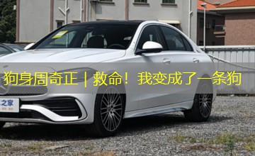 狗身周奇正|救命!我变成了一条狗 狗身周奇正|救命!我变成了一条狗